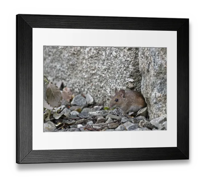 Framed Print : Wood Mouse (Apodemus sylvaticus) adult, standing beside gap in rocks, Cairngorms N. P. Highlands, Scotland, August Framed Print : Wood Mouse (Apodemus sylvaticus) adult, standing beside gap in rocks, Cairngorms N. P. Highlands, Scotland, August