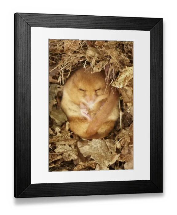 Framed Print : Hazel Dormouse (Muscardinus avellanarius) adult, hibernating in nest, part of re-introduction breeding programme, Kent Framed Print : Hazel Dormouse (Muscardinus avellanarius) adult, hibernating in nest, part of re-introduction breeding programme, Kent