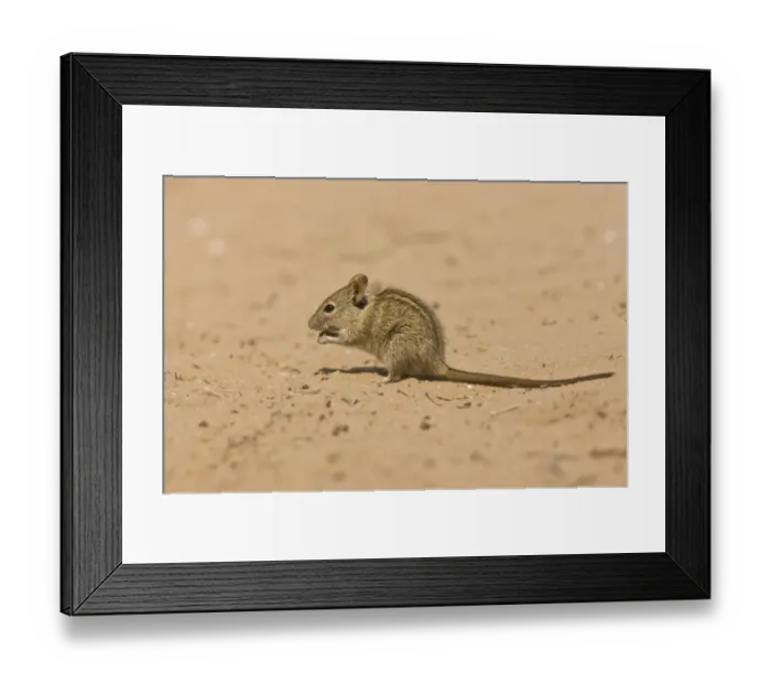 Framed Print : Four-striped Grass Mouse (Rhabdomys pumilio) adult, foraging on sand, Kalahari Desert, Kalahari Gemsbok N. P Framed Print : Four-striped Grass Mouse (Rhabdomys pumilio) adult, foraging on sand, Kalahari Desert, Kalahari Gemsbok N. P