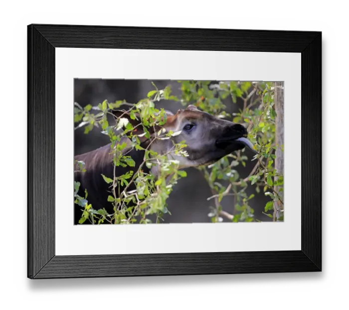 Framed Print : Okapi (Okapia johnstoni) immature male, close-up of head, feeding on leaves (captive) Framed Print : Okapi (Okapia johnstoni) immature male, close-up of head, feeding on leaves (captive)