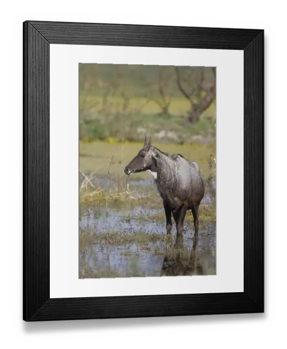 Framed Print : Nilgai (Boselaphus tragocamelus) adult male, feeding on waterplants, standing in wetland, Keoladeo Ghana N. P Framed Print : Nilgai (Boselaphus tragocamelus) adult male, feeding on waterplants, standing in wetland, Keoladeo Ghana N. P