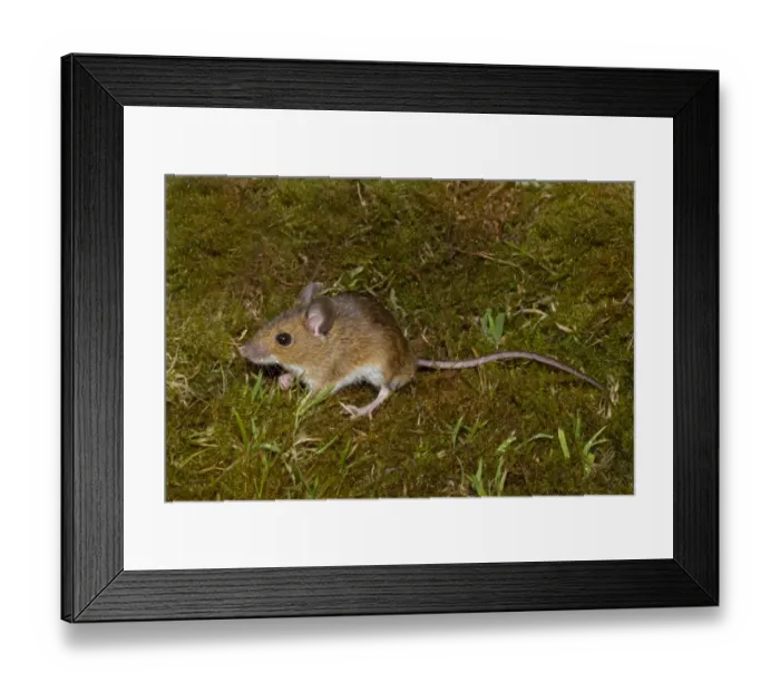 Framed Print : Wood Mouse (Apodemus sylvaticus) adult male, standing on moss, Norfolk, England, July (controlled)