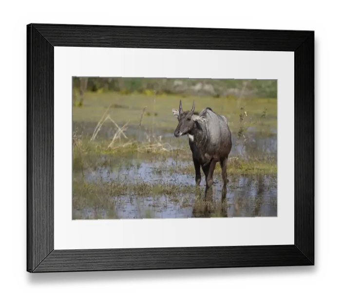 Framed Print : Nilgai (Boselaphus tragocamelus) adult male, feeding on waterplants, standing in wetland, Keoladeo Ghana N. P