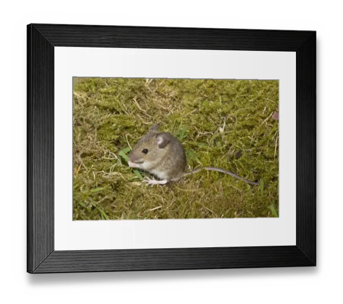 Framed Print : Wood Mouse (Apodemus sylvaticus) juvenile, grooming, sitting on moss, Norfolk, England, July (controlled) Framed Print : Wood Mouse (Apodemus sylvaticus) juvenile, grooming, sitting on moss, Norfolk, England, July (controlled)