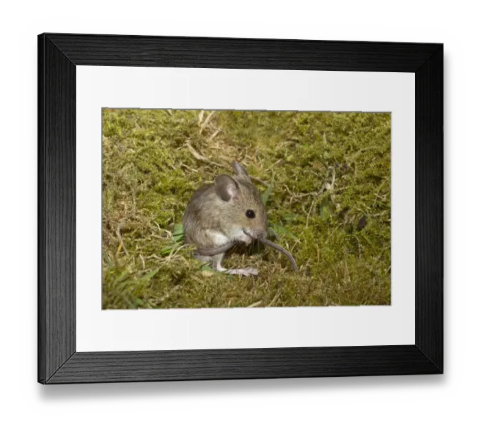 Framed Print : Wood Mouse (Apodemus sylvaticus) juvenile, grooming tail, sitting on moss, Norfolk, England, July (controlled) Framed Print : Wood Mouse (Apodemus sylvaticus) juvenile, grooming tail, sitting on moss, Norfolk, England, July (controlled)
