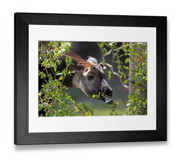Framed Print : Okapi (Okapia johnstoni) immature male, close-up of head, feeding on leaves (captive) Framed Print : Okapi (Okapia johnstoni) immature male, close-up of head, feeding on leaves (captive)