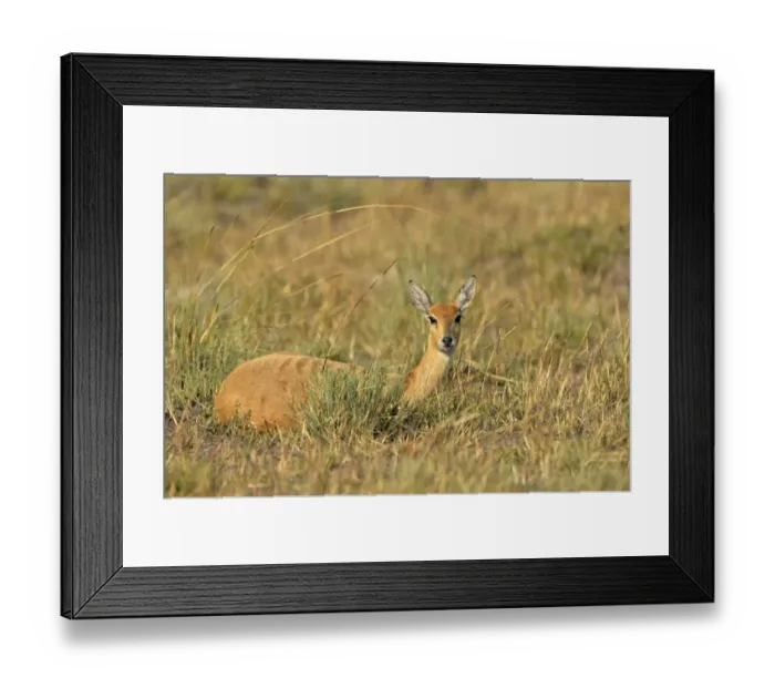 Framed Print : Oribi (Ourebia ourebi) adult female, resting in grass, Kafue N. P. Zambia, September Framed Print : Oribi (Ourebia ourebi) adult female, resting in grass, Kafue N. P. Zambia, September