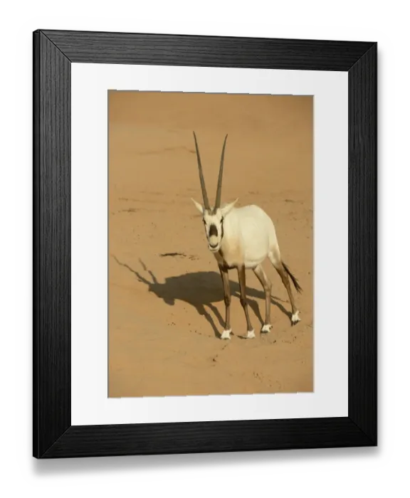 Framed Print : Arabian Oryx (Oryx leucoryx) adult, standing on sand, Dubai Desert Conservation Reserve, Al Maha, Dubai Framed Print : Arabian Oryx (Oryx leucoryx) adult, standing on sand, Dubai Desert Conservation Reserve, Al Maha, Dubai