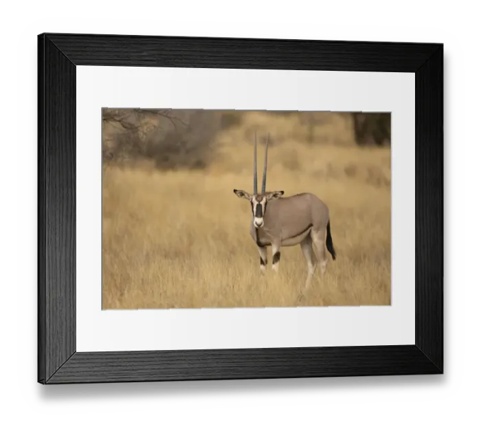 Framed Print : Beisa Oryx (Oryx beisa) adult, feeding on grass, standing in dry savannah, Samburu National Reserve, Kenya, August