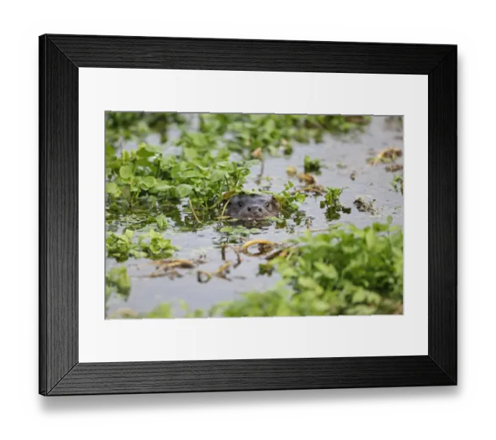 Framed Print : European Otter (Lutra lutra) adult, head amongst aquatic vegetation at surface of water, Strumpshaw Fen RSPB Reserve Framed Print : European Otter (Lutra lutra) adult, head amongst aquatic vegetation at surface of water, Strumpshaw Fen RSPB Reserve