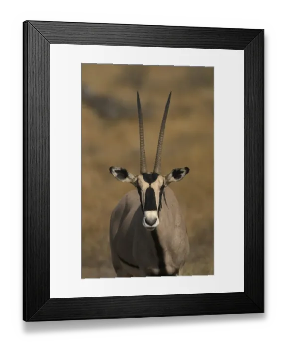 Framed Print : Beisa Oryx (Oryx gazella beisa) Head Framed Print : Beisa Oryx (Oryx gazella beisa) Head