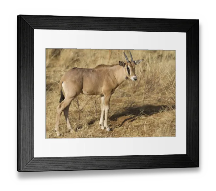Framed Print : Beisa Oryx (Oryx beisa) calf, standing in dry savannah, Samburu National Reserve, Kenya, August Framed Print : Beisa Oryx (Oryx beisa) calf, standing in dry savannah, Samburu National Reserve, Kenya, August