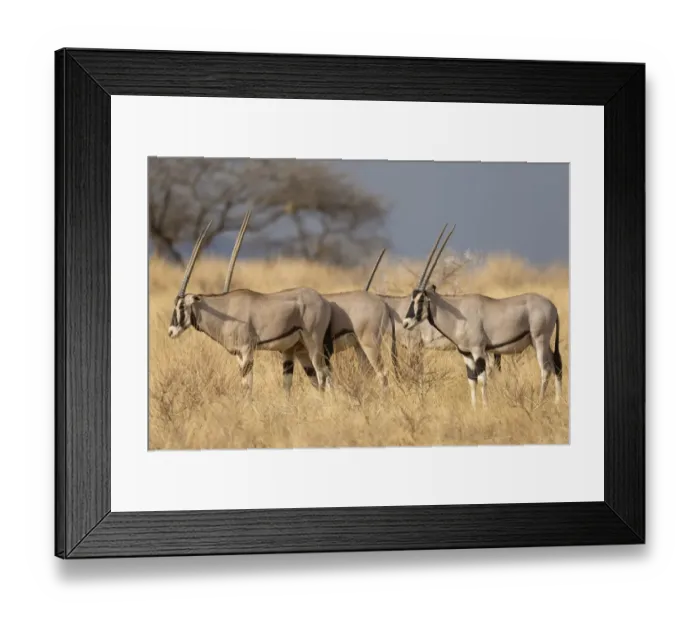 Framed Print : Beisa Oryx (Oryx beisa) four adults, standing in dry savannah, Samburu National Reserve, Kenya, August