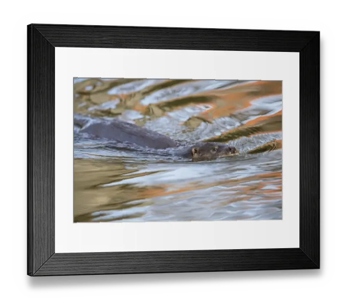 Framed Print : European Otter (Lutra lutra) adult female, swimming in town centre river with reflection of building Framed Print : European Otter (Lutra lutra) adult female, swimming in town centre river with reflection of building