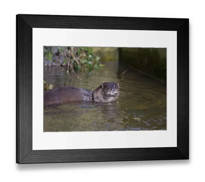 Framed Print : European Otter (Lutra lutra) adult, in shallow water at edge of river, River Thet, Thetford, Norfolk, England, March Framed Print : European Otter (Lutra lutra) adult, in shallow water at edge of river, River Thet, Thetford, Norfolk, England, March