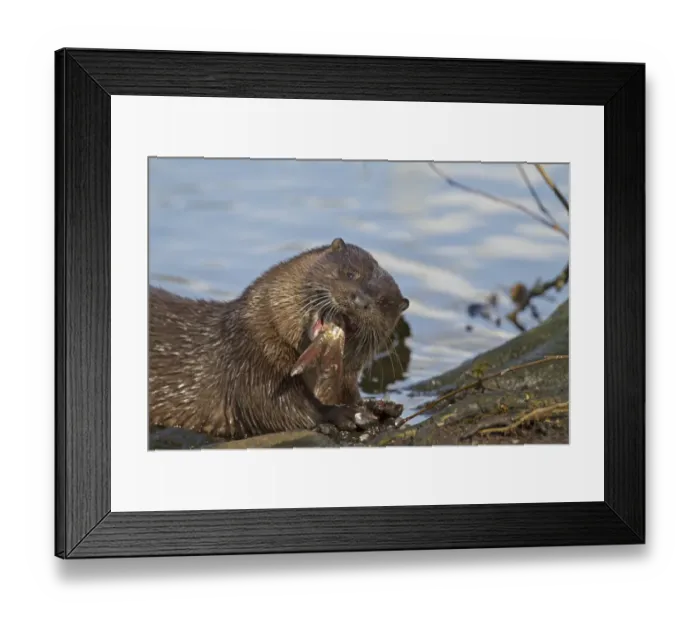 Framed Print : European Otter (Lutra lutra) adult, close-up of head, feeding on Roach (Rutilius rutilus) prey on riverbank Framed Print : European Otter (Lutra lutra) adult, close-up of head, feeding on Roach (Rutilius rutilus) prey on riverbank