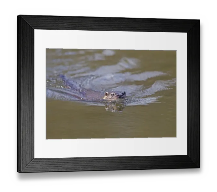 Framed Print : European Otter (Lutra lutra) adult, swimming at surface of river, River Little Ouse, Thetford, Norfolk, England, March Framed Print : European Otter (Lutra lutra) adult, swimming at surface of river, River Little Ouse, Thetford, Norfolk, England, March