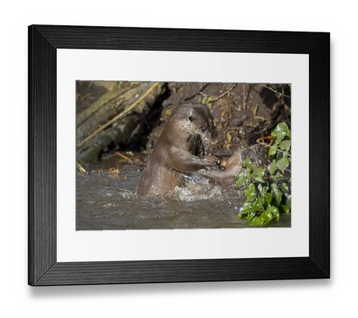 Framed Print : European Otter (Lutra lutra) two adults, fighting in river, River Thet, Thetford, Norfolk, England, March Framed Print : European Otter (Lutra lutra) two adults, fighting in river, River Thet, Thetford, Norfolk, England, March
