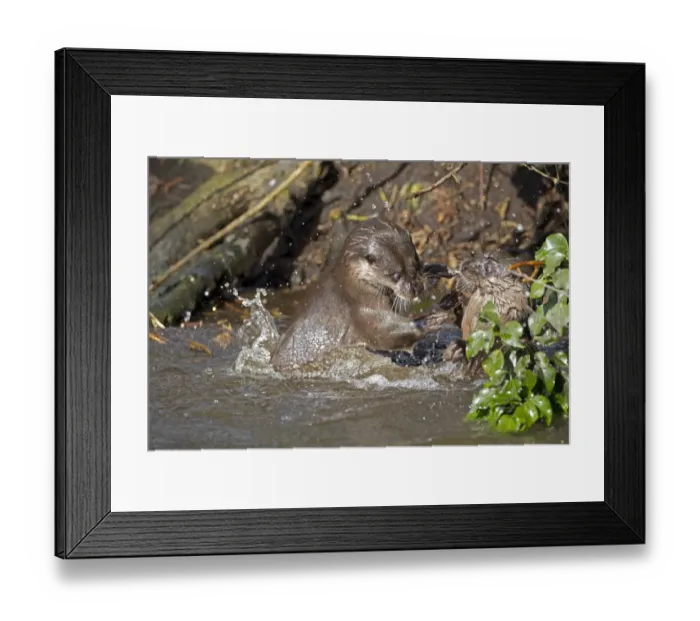 Framed Print : European Otter (Lutra lutra) two adults, fighting in river, River Thet, Thetford, Norfolk, England, March Framed Print : European Otter (Lutra lutra) two adults, fighting in river, River Thet, Thetford, Norfolk, England, March