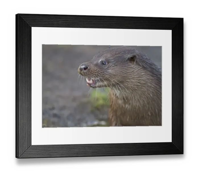 Framed Print : European Otter (Lutra lutra) adult, close-up of head, feeding on fish on riverbank, River Little Ouse, Thetford Framed Print : European Otter (Lutra lutra) adult, close-up of head, feeding on fish on riverbank, River Little Ouse, Thetford