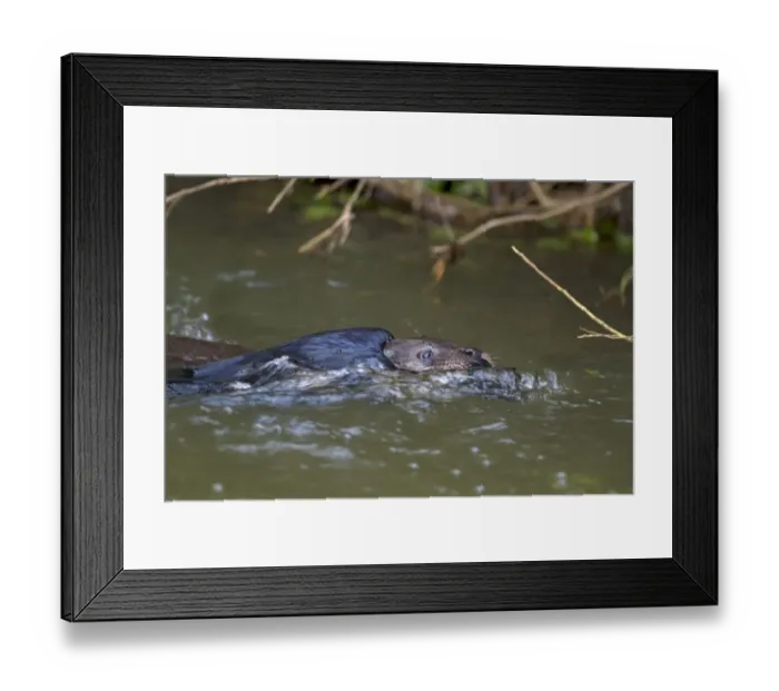 Framed Print : European Otter (Lutra lutra) adult, carrying dead corvid in mouth, swimming to holt, River Little Ouse, Thetford Framed Print : European Otter (Lutra lutra) adult, carrying dead corvid in mouth, swimming to holt, River Little Ouse, Thetford