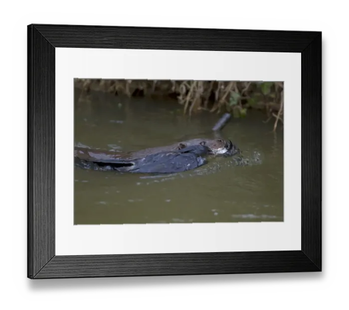 Framed Print : European Otter (Lutra lutra) adult, carrying dead corvid in mouth, swimming to holt, River Little Ouse, Thetford Framed Print : European Otter (Lutra lutra) adult, carrying dead corvid in mouth, swimming to holt, River Little Ouse, Thetford