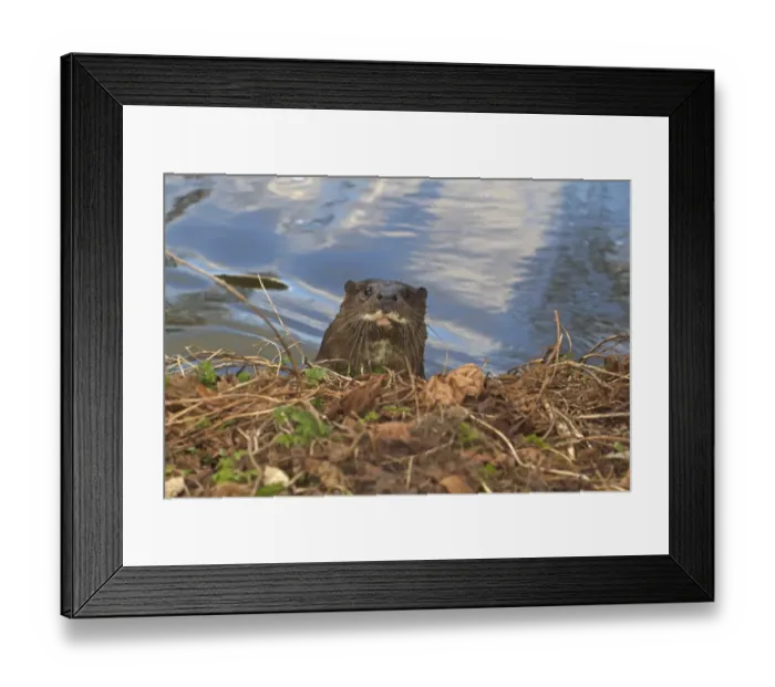 Framed Print : European Otter (Lutra lutra) adult, looking out of water over riverbank, River Thet, Thetford, Norfolk, England, March