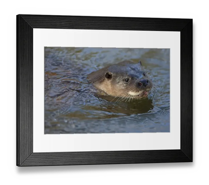 Framed Print : European Otter (Lutra lutra) adult, close-up of head, swimming at surface of river, River Little Ouse, Thetford Framed Print : European Otter (Lutra lutra) adult, close-up of head, swimming at surface of river, River Little Ouse, Thetford