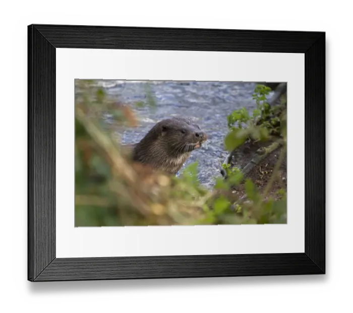 Framed Print : European Otter (Lutra lutra) adult, looking out of water over riverbank, River Thet, Thetford, Norfolk, England, March Framed Print : European Otter (Lutra lutra) adult, looking out of water over riverbank, River Thet, Thetford, Norfolk, England, March