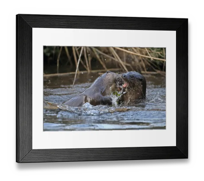 Framed Print : European Otter (Lutra lutra) adult pair, playfighting in river, River Little Ouse, Thetford, Norfolk, England, March Framed Print : European Otter (Lutra lutra) adult pair, playfighting in river, River Little Ouse, Thetford, Norfolk, England, March
