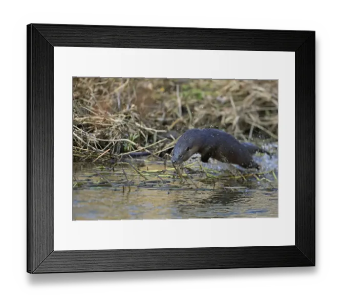Framed Print : European Otter (Lutra lutra) adult, leaping through shallow water at edge of river, River Little Ouse, Thetford Framed Print : European Otter (Lutra lutra) adult, leaping through shallow water at edge of river, River Little Ouse, Thetford