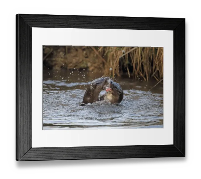 Framed Print : European Otter (Lutra lutra) adult pair, playfighting in river, River Little Ouse, Thetford, Norfolk, England, March Framed Print : European Otter (Lutra lutra) adult pair, playfighting in river, River Little Ouse, Thetford, Norfolk, England, March