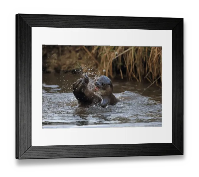 Framed Print : European Otter (Lutra lutra) adult pair, playfighting in river, River Little Ouse, Thetford, Norfolk, England, March Framed Print : European Otter (Lutra lutra) adult pair, playfighting in river, River Little Ouse, Thetford, Norfolk, England, March