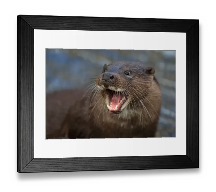 Framed Print : European Otter (Lutra lutra) adult, close-up of head, with mouth open, River Little Ouse, Thetford, Norfolk, England Framed Print : European Otter (Lutra lutra) adult, close-up of head, with mouth open, River Little Ouse, Thetford, Norfolk, England