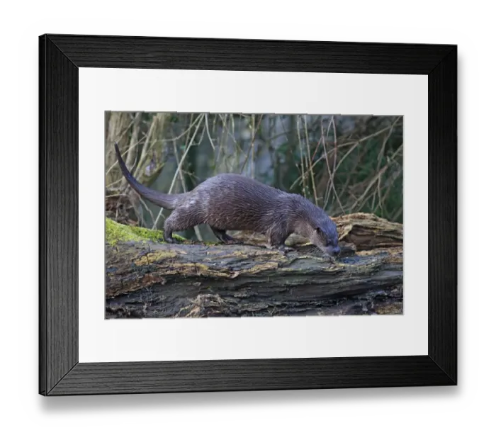 Framed Print : European Otter (Lutra lutra) adult, walking on log, River Little Ouse, Thetford, Norfolk, England, March Framed Print : European Otter (Lutra lutra) adult, walking on log, River Little Ouse, Thetford, Norfolk, England, March
