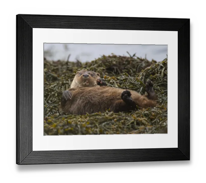 Framed Print : European Otter (Lutra lutra) adult, rolling on seaweed, Islay Sound, Islay, Inner Hebrides, Scotland, March
