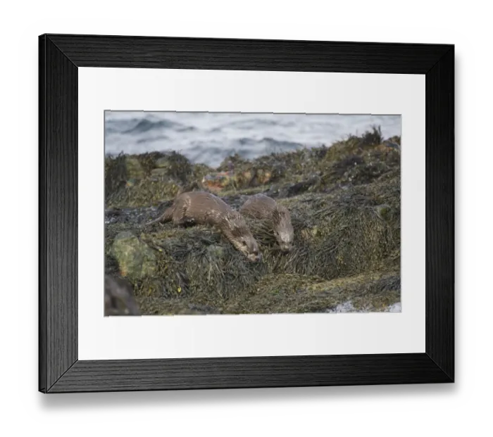 Framed Print : European Otter (Lutra lutra) adult and cub, entering sea from seaweed covered rocks, Islay Sound, Islay Framed Print : European Otter (Lutra lutra) adult and cub, entering sea from seaweed covered rocks, Islay Sound, Islay