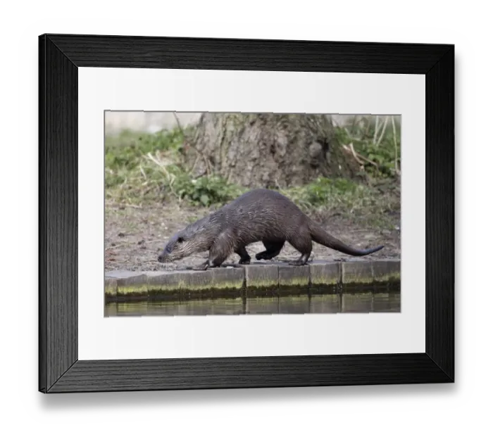 Framed Print : European Otter (Lutra lutra) adult, walking on riverbank, River Little Ouse, Thetford, Norfolk, England, April Framed Print : European Otter (Lutra lutra) adult, walking on riverbank, River Little Ouse, Thetford, Norfolk, England, April
