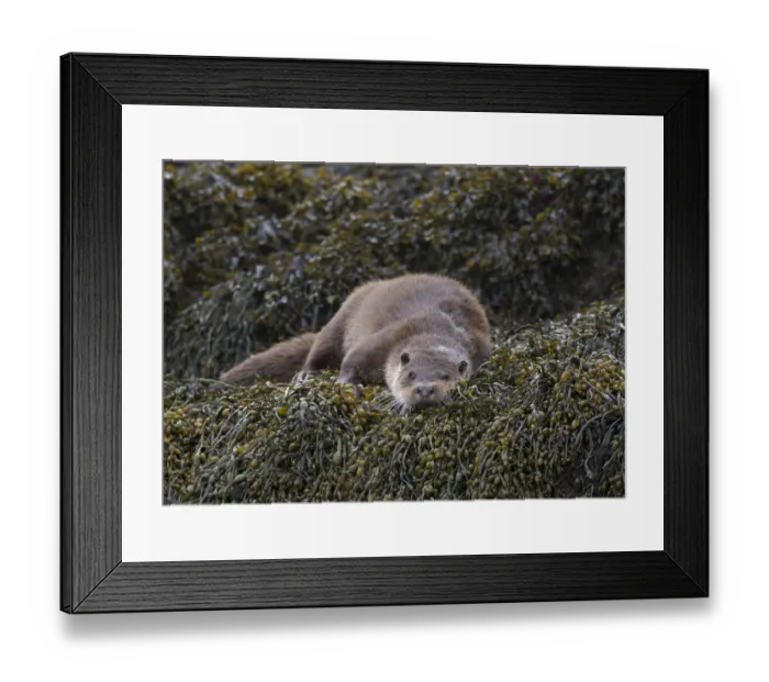 Framed Print : European Otter (Lutra lutra) adult, resting on seaweed, Islay Sound, Islay, Inner Hebrides, Scotland, March