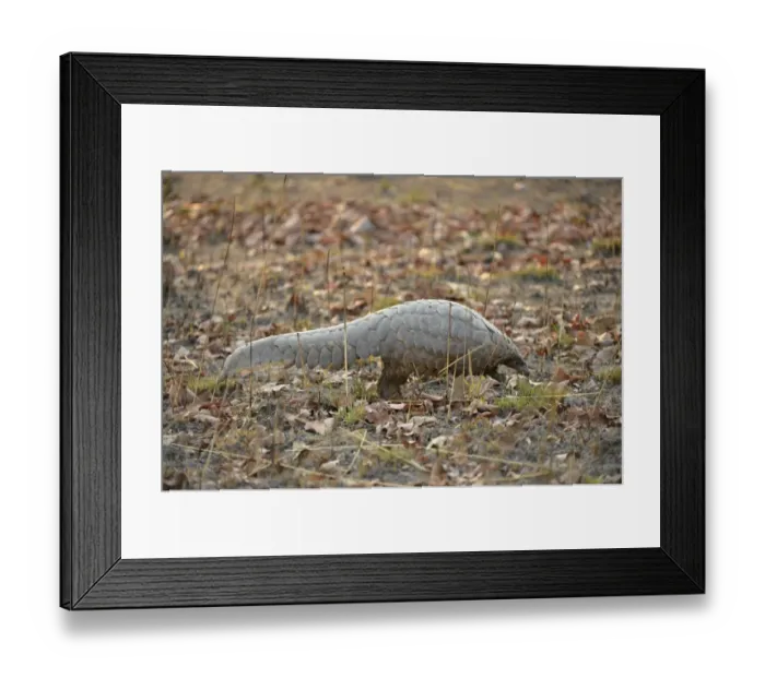 Framed Print : Temmincks Ground Pangolin (Manis temminckii) adult, walking along ground in daylight, Kafue N. P. Zambia, September