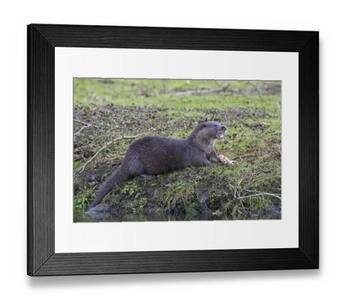Framed Print : European Otter (Lutra lutra) adult, feeding on fish at riverbank, River Thet, Thetford, Norfolk, England, March Framed Print : European Otter (Lutra lutra) adult, feeding on fish at riverbank, River Thet, Thetford, Norfolk, England, March