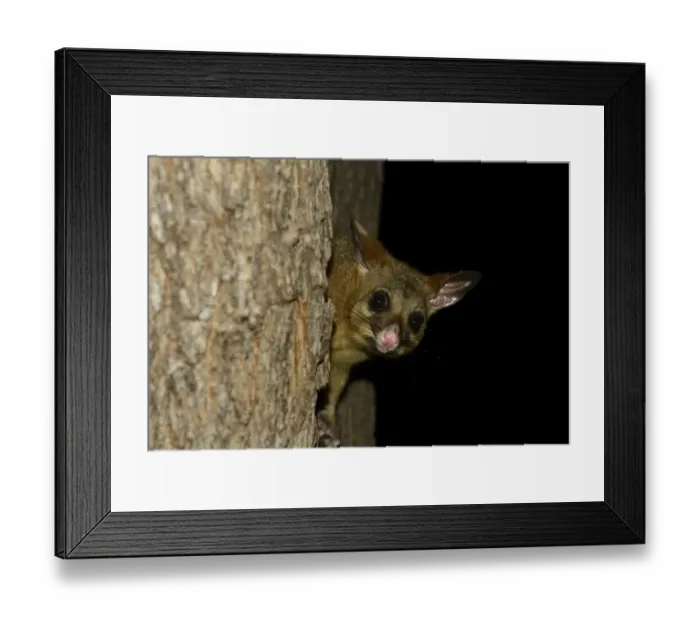 Framed Print : Common Brushtail Possum (Trichosurus vulpecula) adult, in tree at night, Melbourne, Victoria, Australia, November Framed Print : Common Brushtail Possum (Trichosurus vulpecula) adult, in tree at night, Melbourne, Victoria, Australia, November