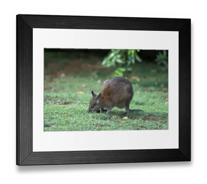 Framed Print : Rednecked Pademelon (Thylogale thetis) Lamington Nat. Park, Australia Framed Print : Rednecked Pademelon (Thylogale thetis) Lamington Nat. Park, Australia
