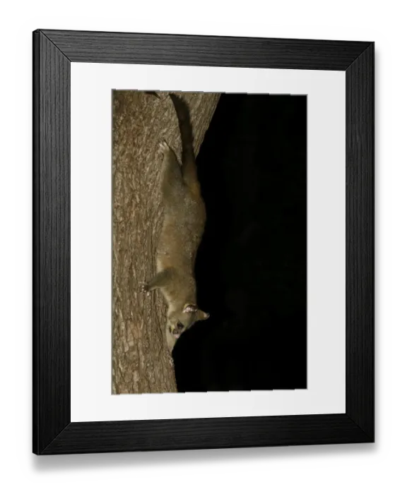 Framed Print : Common Brushtail Possum (Trichosurus vulpecula) adult, descending tree at night, Melbourne, Victoria, Australia Framed Print : Common Brushtail Possum (Trichosurus vulpecula) adult, descending tree at night, Melbourne, Victoria, Australia