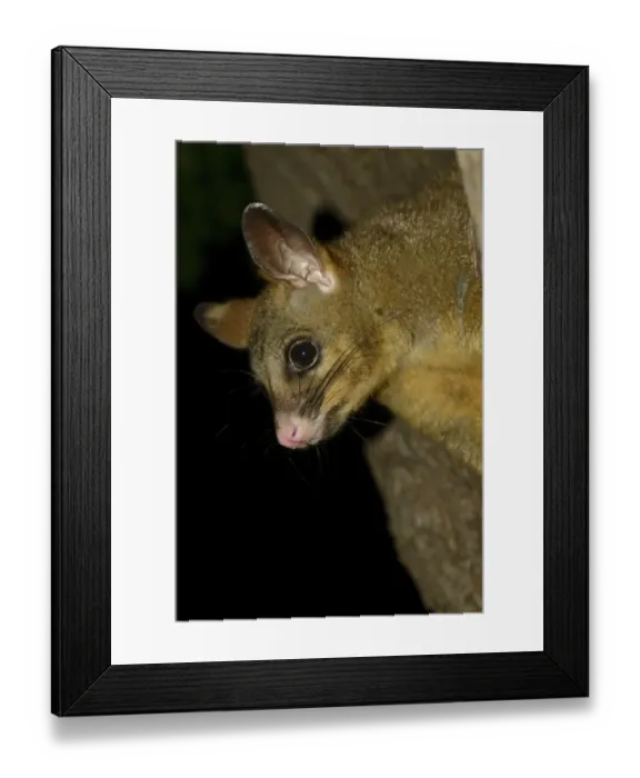 Framed Print : Common Brushtail Possum (Trichosurus vulpecula) adult, close-up of head, in tree at night, Melbourne, Victoria Framed Print : Common Brushtail Possum (Trichosurus vulpecula) adult, close-up of head, in tree at night, Melbourne, Victoria