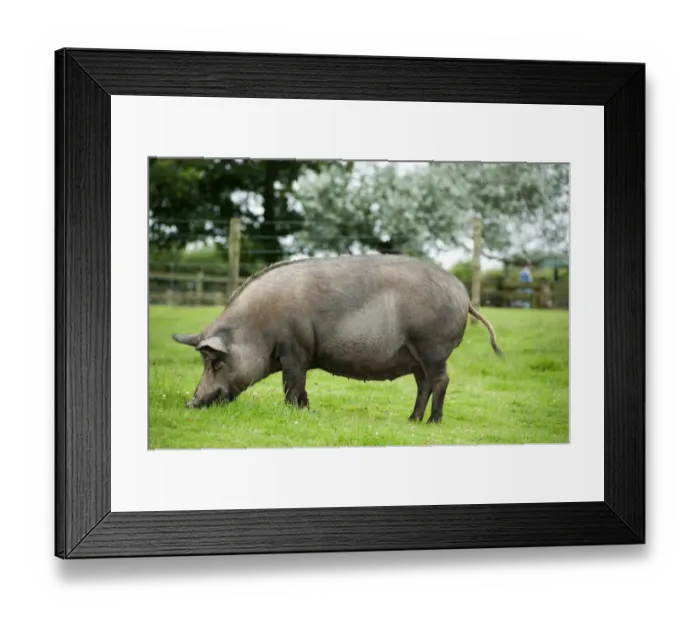Framed Print : Domestic Pig, Iron Age Pig, sow, foraging on grass, Cotswolds Farm Park, Gloucestershire, England, August Framed Print : Domestic Pig, Iron Age Pig, sow, foraging on grass, Cotswolds Farm Park, Gloucestershire, England, August
