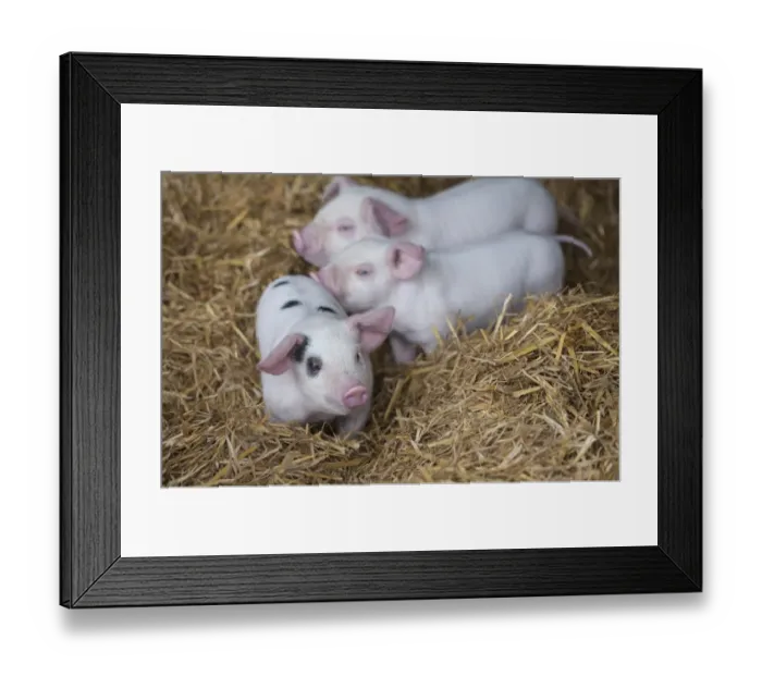 Framed Print : Domestic Pig, Gloucester Old Spot x British Lop, three piglets, standing on straw, Rotherham, South Yorkshire, England Framed Print : Domestic Pig, Gloucester Old Spot x British Lop, three piglets, standing on straw, Rotherham, South Yorkshire, England