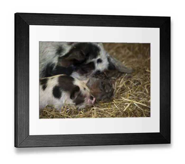 Framed Print : Domestic Pig, Kune Kune, sow and piglet, close-up of heads, sleeping on straw bedding, Cotswold Farm Park, Cotswolds Framed Print : Domestic Pig, Kune Kune, sow and piglet, close-up of heads, sleeping on straw bedding, Cotswold Farm Park, Cotswolds