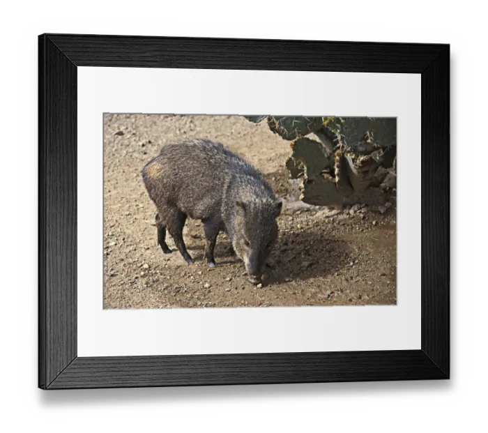 Framed Print : Peccary Collared (Dicotyles tajacu) Framed Print : Peccary Collared (Dicotyles tajacu)