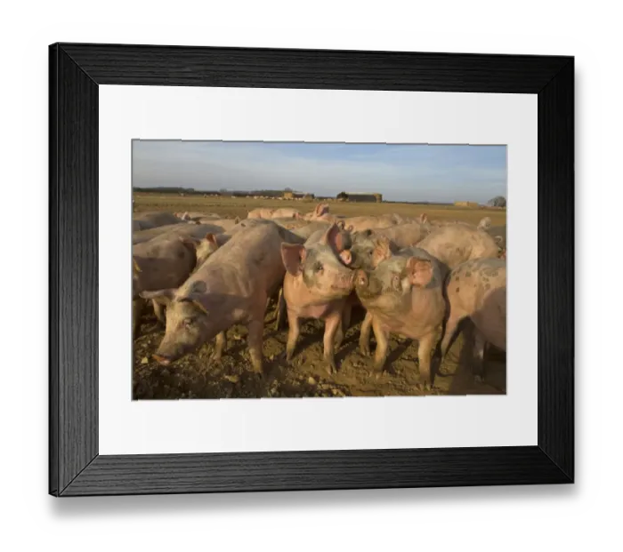 Framed Print : Domestic Pig, young, group in open field on commercial freerange unit, Norfolk, England, March